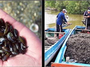 Cà Mau: Mô hình nuôi cua bằng vẹm đất 